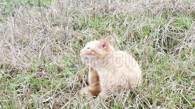 红猫正在草地上洗自己。